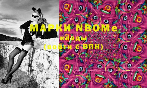 сатива Новозыбков